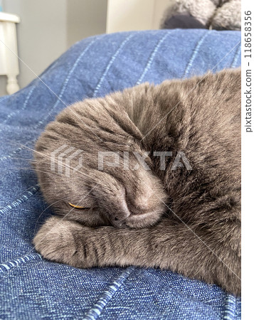 Peaceful gray scottish fold cat sleeping on soft surface at home. Relaxation, comfort, pet and cozy home concept Peaceful gray scottish fold cat sleeping on soft surface at home. Relaxation, comfort, pet and cozy home concept 118658356
