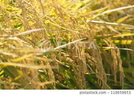 Rice - Ears of rice close to harvest 118658653