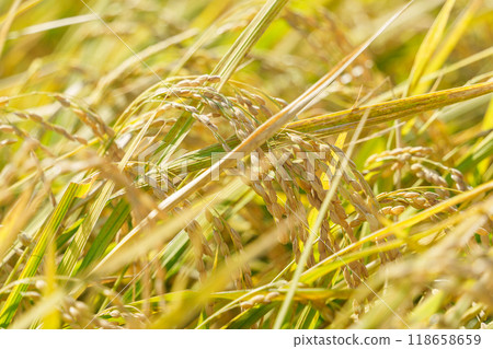 Rice - Ears of rice close to harvest Rice - Ears of rice close to harvest 118658659