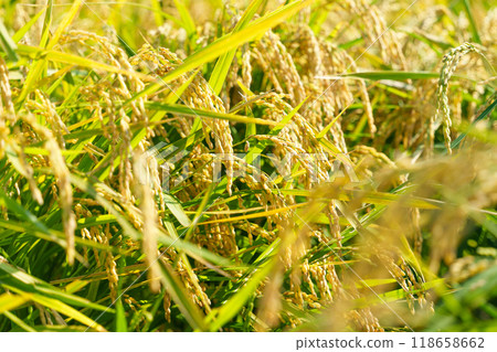 Rice - Ears of rice close to harvest 118658662
