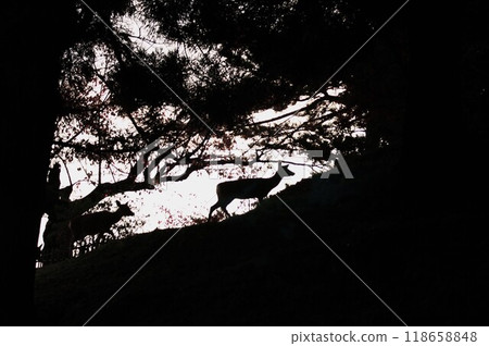 Silhouette of a walking Nara deer 118658848