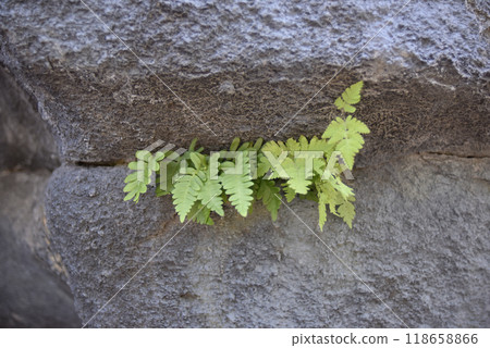 small fern leaves growing in the crack of the rock small fern leaves growing in the crack of the rock 118658866