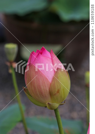蓮花寺的蓮花 蓮花寺的蓮花 118659188