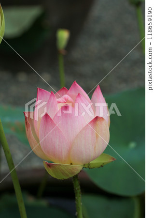 蓮花寺的蓮花 蓮花寺的蓮花 118659190