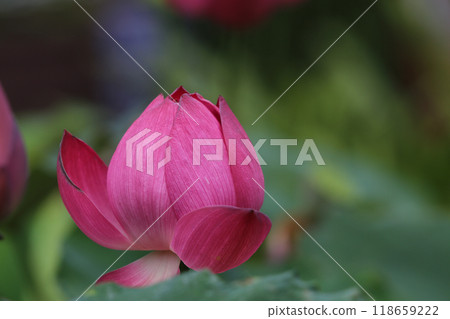 蓮花寺的蓮花 118659222