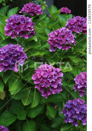 Hydrangeas in the grounds of Kedou 118659576