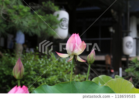 Lotus flowers in the grounds of Kakudo 118659585