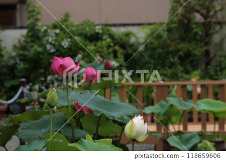 Lotus flowers in the grounds of Kakudo 118659606