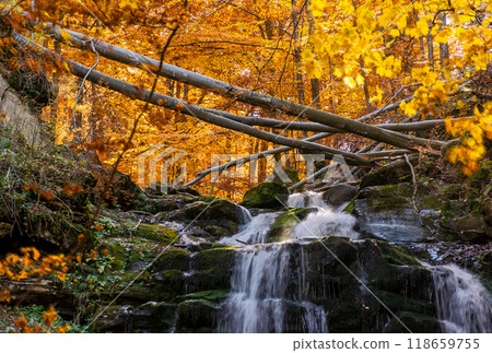 autumn scenery with waterfall. travel destination in carpathian mountains of ukraine. cascades of the river shypit in fall season 118659755