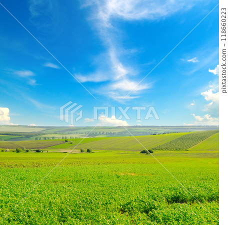 A field with green alfalfa and blue sky. A field with green alfalfa and blue sky. 118660223