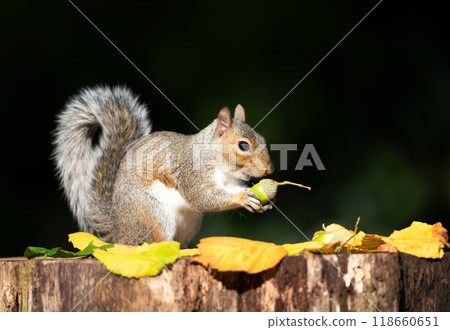 Portrait of a grey squirrel eating acorn on a tree stump in autumn Portrait of a grey squirrel eating acorn on a tree stump in autumn 118660651