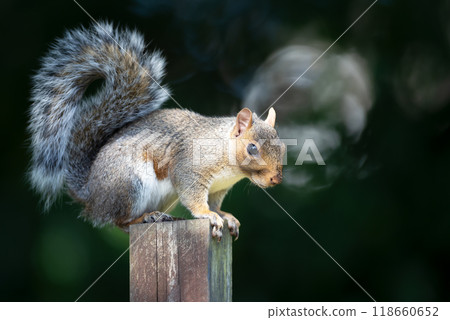 Portrait of a cute grey squirrel standing on a garden fence post 118660652