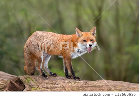Portrait of a red fox with open mouth standing on a log in the forest Portrait of a red fox with open mouth standing on a log in the forest 118660656