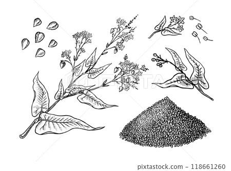 Collection of buckwheat. Engraved, hand drawn plant and buckwheat groats. Grass cereal crops 118661260
