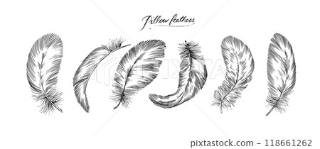 Feathers on white background. Hand drawn black fluffy feathers. Line and Ink sketch. Vintage style 118661262