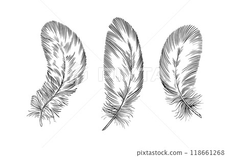 Feathers on white background. Hand drawn black fluffy feathers. Line and Ink sketch. Vintage style 118661268