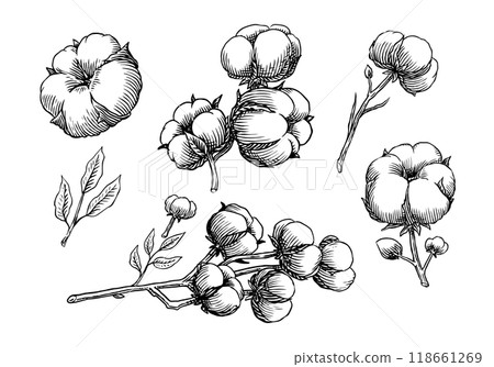 Organic cotton plant illustration. Hand drawn line wedding herb, elegant leaves and badges logo 118661269
