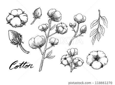 Organic cotton plant illustration. Hand drawn line wedding herb, elegant leaves and badges logo Organic cotton plant illustration. Hand drawn line wedding herb, elegant leaves and badges logo 118661270