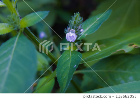 Small light purple flowers of the foxglove Small light purple flowers of the foxglove 118662055