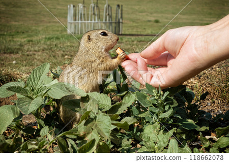 European ground squirrel (Spermophilus citellus), Muran plain, Slovakia European ground squirrel (Spermophilus citellus), Muran plain, Slovakia 118662078