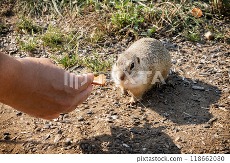 European ground squirrel (Spermophilus citellus), Muran plain, Slovakia 118662080