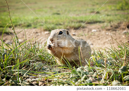 European ground squirrel (Spermophilus citellus), Muran plain, Slovakia 118662081