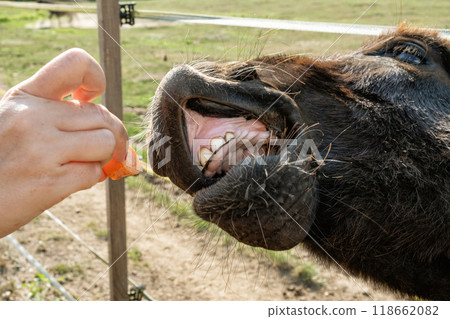 Donkey, Muran plain national park, Slovakia 118662082