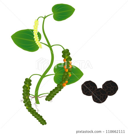 A plant of black pepper on a white background. A plant of black pepper on a white background. 118662111