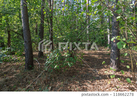 trees and bushes in the autumn forest trees and bushes in the autumn forest 118662278