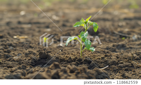 Seedling sprouting from fertile soil in warm light. Seedling sprouting from fertile soil in warm light. 118662559