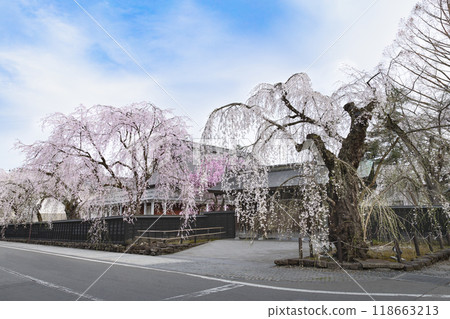 角館武士宅邸街垂枝櫻花盛開 角館武士宅邸街垂枝櫻花盛開 118663213