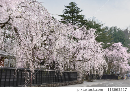 Weeping cherry trees in full bloom along Kakunodate Samurai Residence Street 118663217