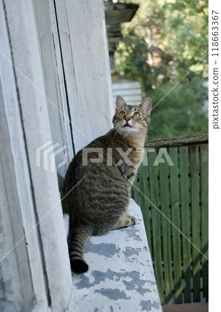 cute tabby cat is sitting on balcony or terrace. Portrait of close-up of brown colored pet. cute tabby cat is sitting on balcony or terrace. Portrait of close-up of brown colored pet. 118663367