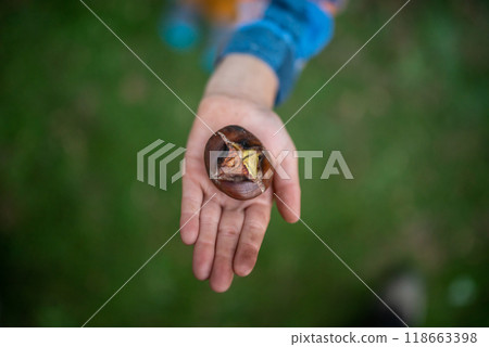 Top view of toddler child holding fresh roasted chestnut Top view of toddler child holding fresh roasted chestnut 118663398