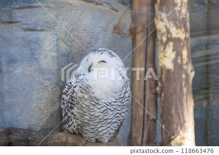 A female snowy owl appears to be smiling A female snowy owl appears to be smiling 118663476