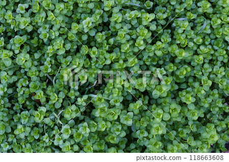 closeup view of small green leaves, sprout carpet wallpaper concept, nature background closeup view of small green leaves, sprout carpet wallpaper concept, nature background 118663608