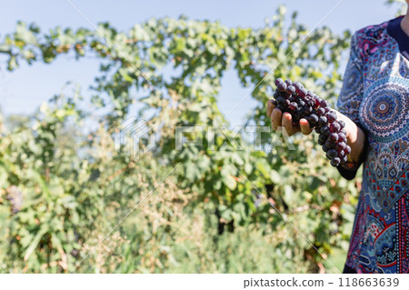 close-up view of standing senior woman holding a bunch of grapes in the hand close-up view of standing senior woman holding a bunch of grapes in the hand 118663639
