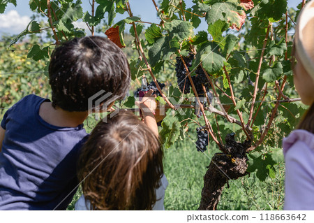 rear view of children harvesting grapes on sunny day 118663642