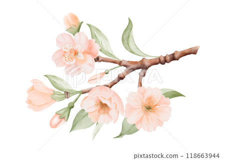 Spring Blossom, Branch with Peach or Cherry Flowers and Leaves. Watercolor hand painted botanical illustration isolated on a white background. Perfect for wedding invitations, greeting cards, prints Spring Blossom, Branch with Peach or Cherry Flowers and Leaves. Watercolor hand painted botanical illustration isolated on a white background. Perfect for wedding invitations, greeting cards, prints 118663944