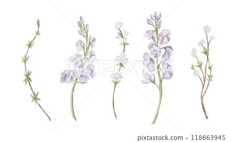 Spring Flowers. Freesia and White Snow Willow Branches. Watercolor hand drawn illustration isolated on white background. Design element for wedding invitations, cards. Spring Flowers. Freesia and White Snow Willow Branches. Watercolor hand drawn illustration isolated on white background. Design element for wedding invitations, cards. 118663945