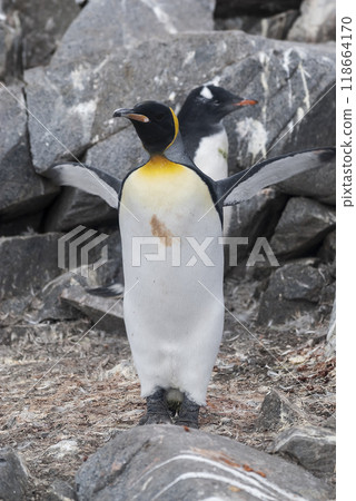 Emperor penguin,Aptenodytes forsteri, in Port Lockroy, Goudier island, Antartica. 118664170