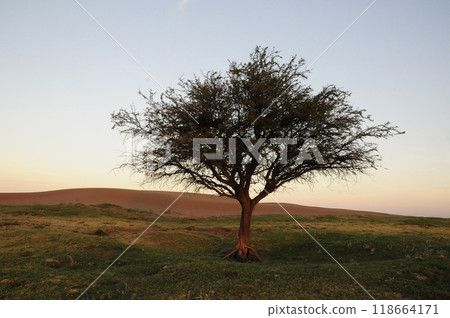 Pampas grass landscape, La Pampa province, Patagonia, Argentina. 118664171