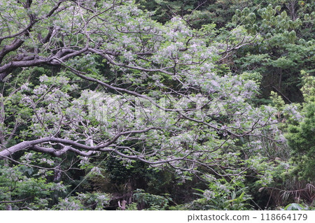 沖繩縣國頭村山原初夏，辣椒花盛開 118664179