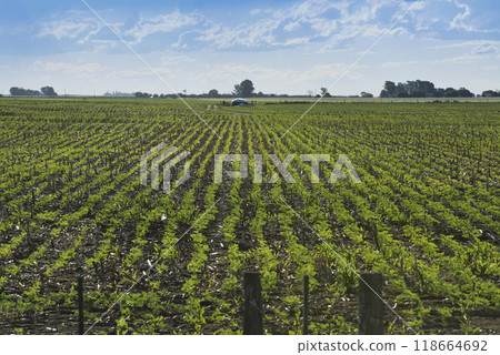 Pampas countryside landscape, La Pampa province, Patagonia, Argentina. Pampas countryside landscape, La Pampa province, Patagonia, Argentina. 118664692