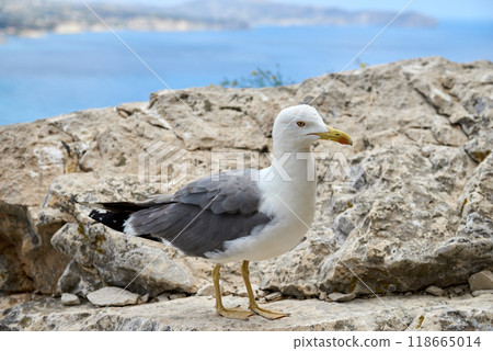 Majestic Seagull Perched on Cliff Edge Overlooking Breathtaking Coastal Panorama Sunny Day Nature Tourism Scenic Landscape. Coastal Wildlife Seagull Surveys Azure Sea from Rocky Precipice Cloudless 118665014