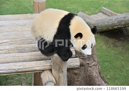 Yohama during fan service 118665199