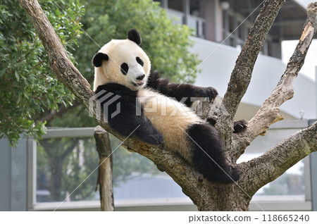Relaxing by climbing a tree at Yohama Relaxing by climbing a tree at Yohama 118665240