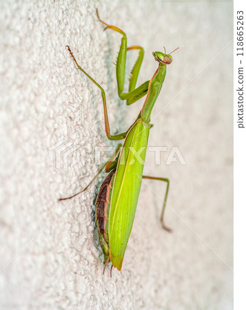 Praying mantis on a white wall Praying mantis on a white wall 118665263