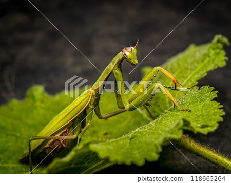 Praying mantis ambuscading on a plant leaf Praying mantis ambuscading on a plant leaf 118665264