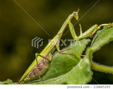 Praying mantis ambuscading on a plant leaf 118665265